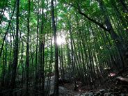 Fai click per ingrandire